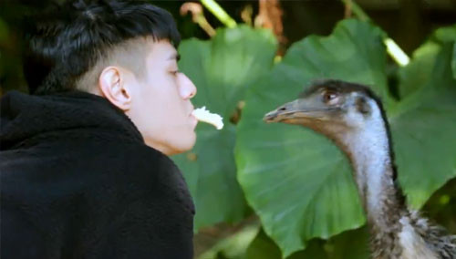 杜天皓“爱的面包”传情鸸鹋