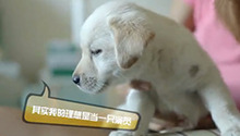 猛犬齐卖萌暖化硬汉情